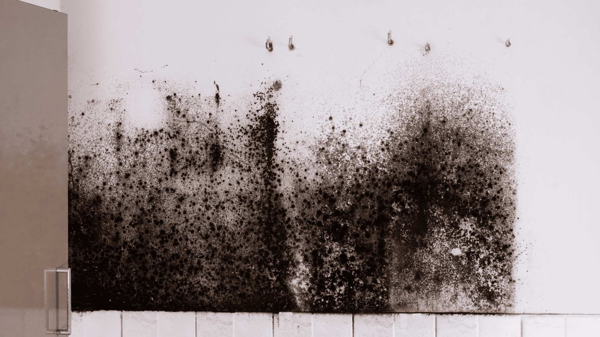 mold remediation