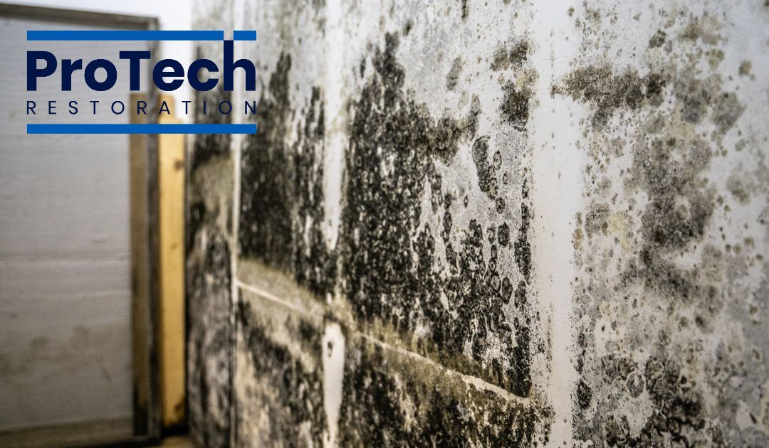 Stains, mold, musty odors