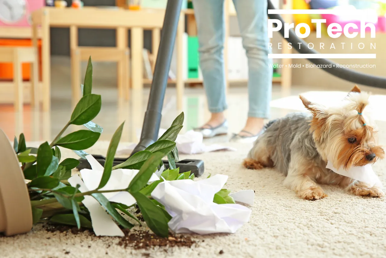 Expert Carpet Cleaning in Wilmette, Illinois